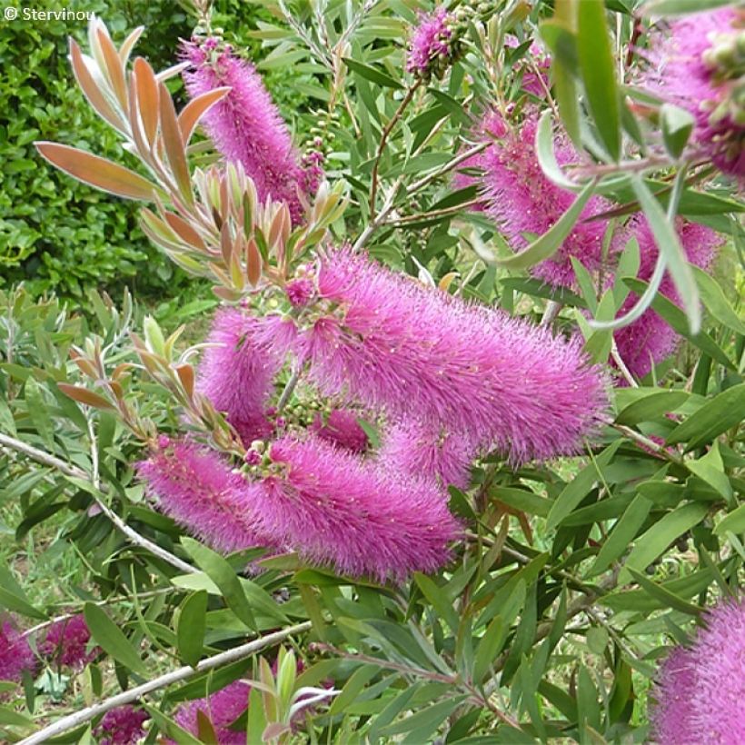 Pajulamppuharja Perth Pink (Kukinta)
