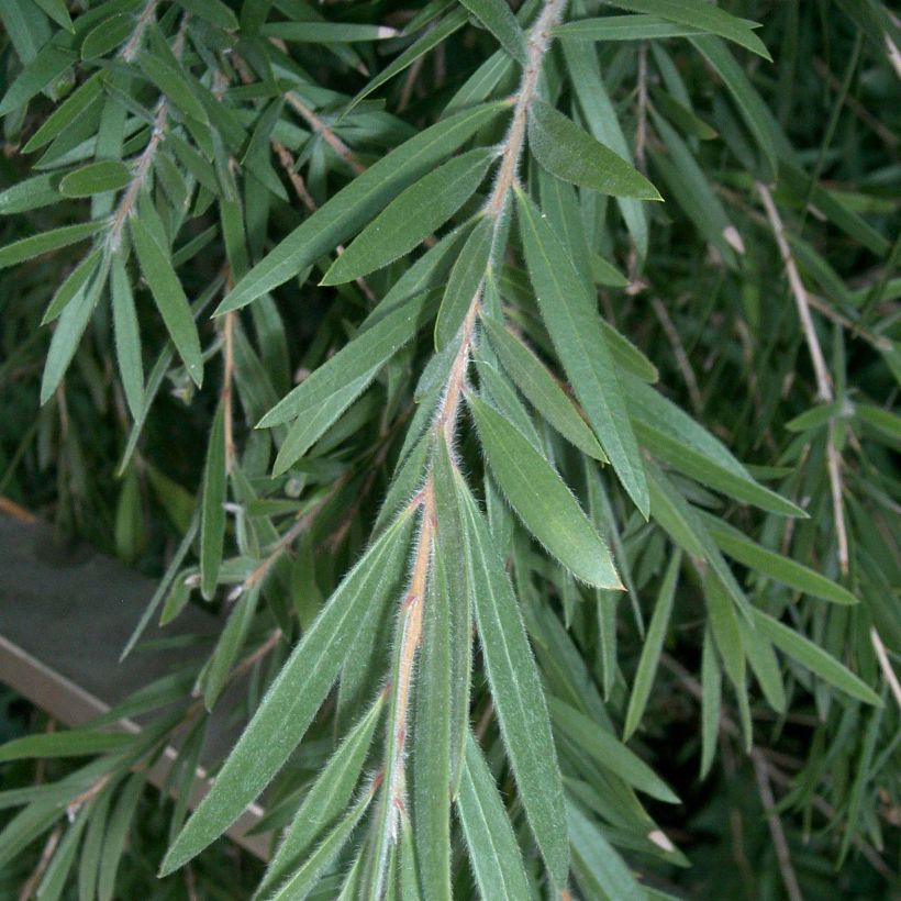 Norjalamppuharja - Callistemon viminalis (Lehvistö)
