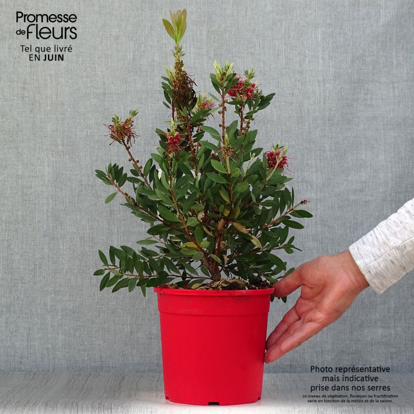 Esimerkki kesällä toimitetusta Norjalamppuharja Bright Pink Pot de 3L/4L, Buisson-taimesta