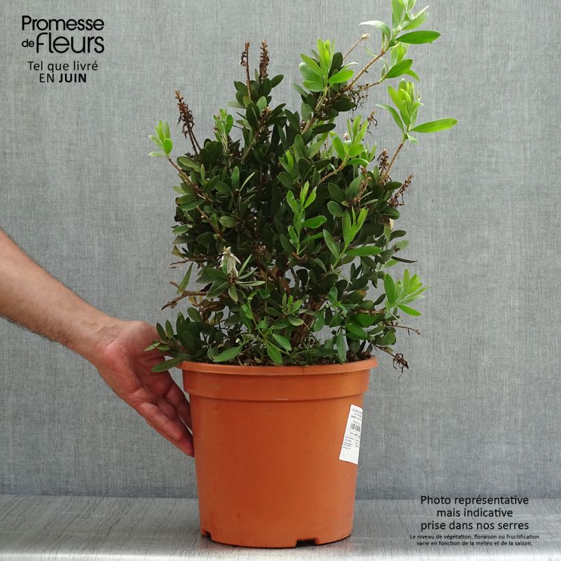 Esimerkki kesällä toimitetusta Norjalamppuharja Bright Pink Pot de 7,5L/10L-taimesta