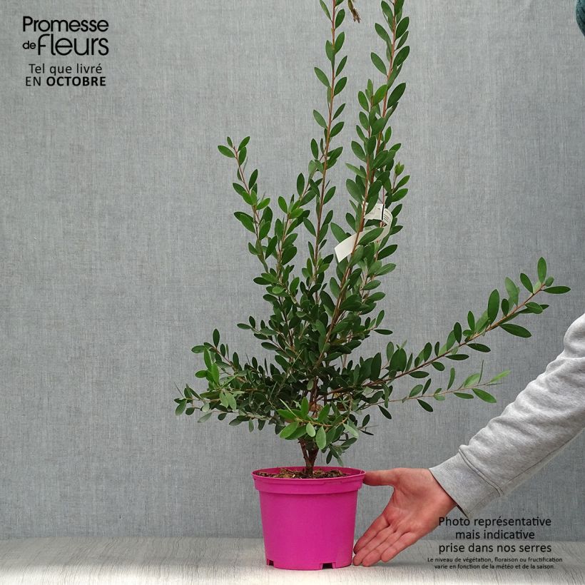 Esimerkki syksyllä toimitetusta Kaarnamyrti Hot Pink 2 litran/3 litran ruukku-taimesta