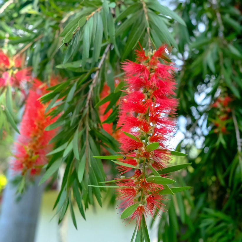 Norjalamppuharja - Callistemon viminalis (Kukinta)
