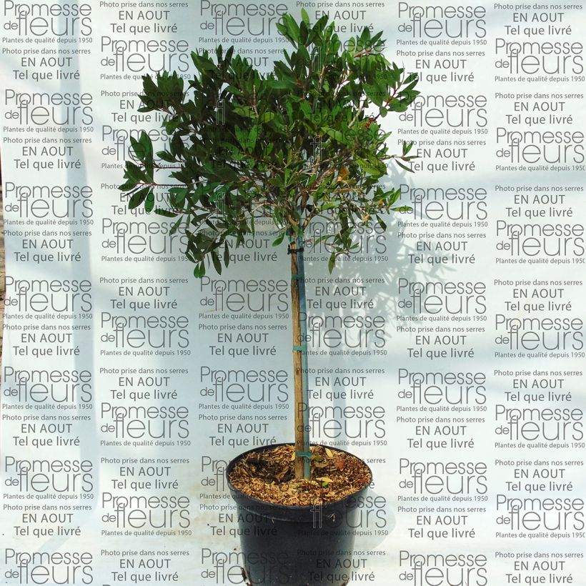 Esimerkki toimitetusta Norjalamppuharja - Callistemon viminalis Pot de 4L/5L-taimesta