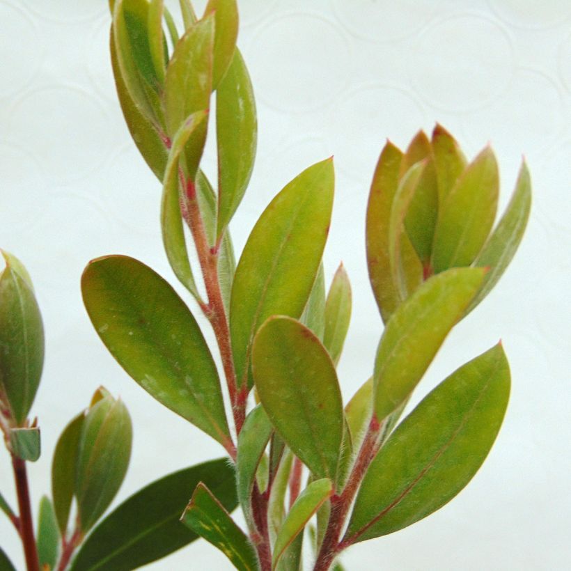 Lamppuharja - Callistemon x laevis (Lehvistö)