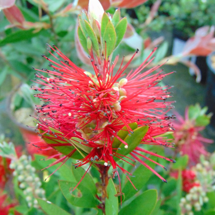 Lamppuharja - Callistemon x laevis (Kukinta)
