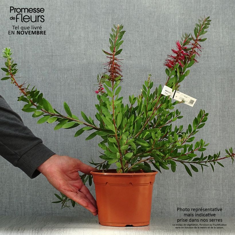 Esimerkki syksyllä toimitetusta Lamppuharja - Callistemon x laevis 1,5 litran / 2 litran kannu-taimesta