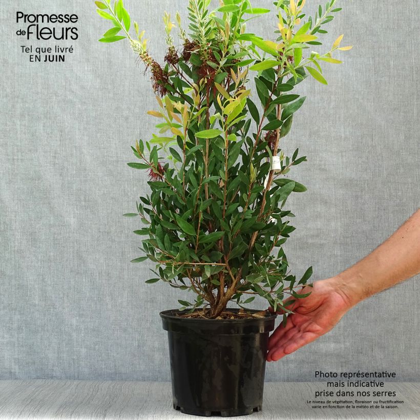 Esimerkki kesällä toimitetusta Lamppuharja - Callistemon x laevis Pot de 3L/4L-taimesta