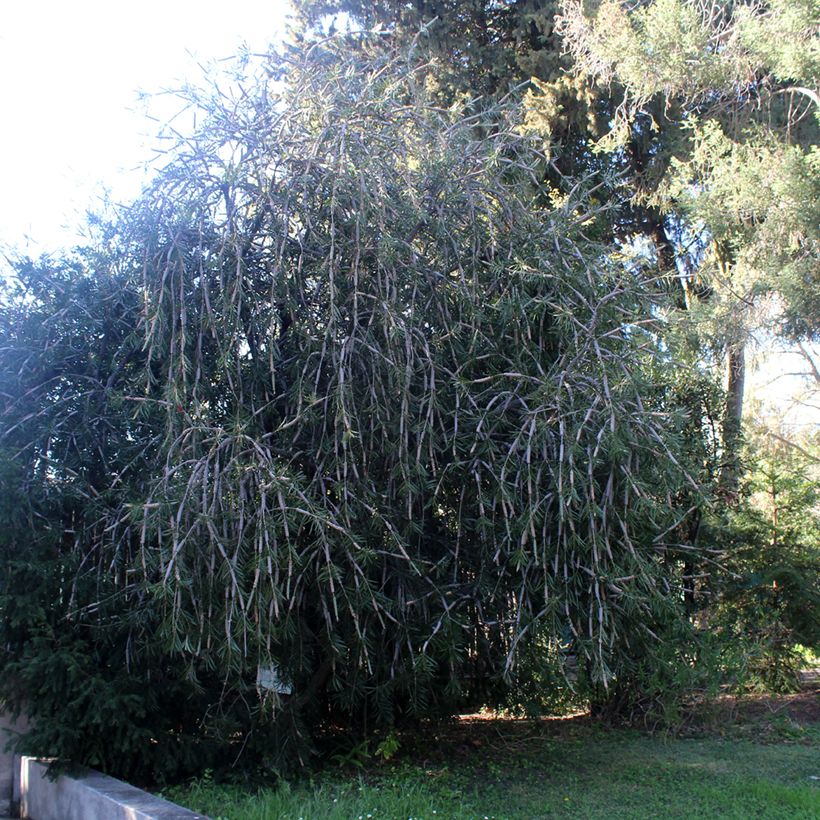 Lamppuharja - Callistemon x laevis (Kasvutapa)