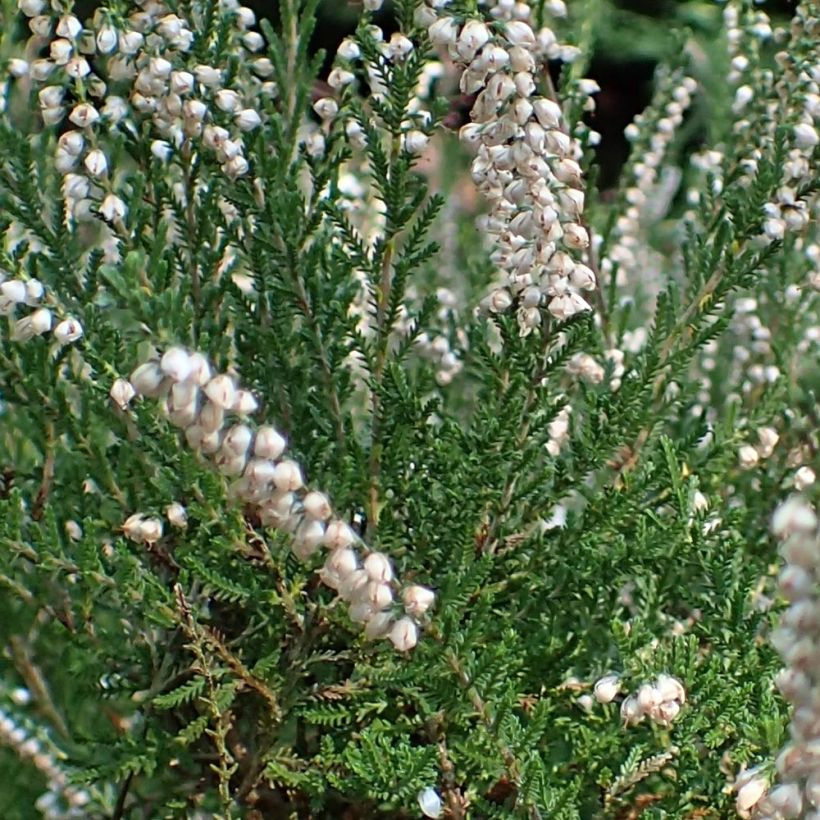 Kanerva Alba (Lehvistö)