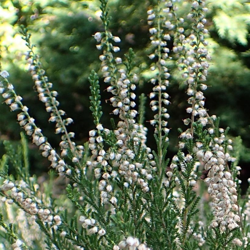 Kanerva Alba (Kukinta)