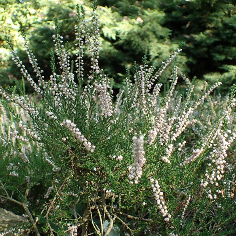 Kanerva Alba (Kasvutapa)