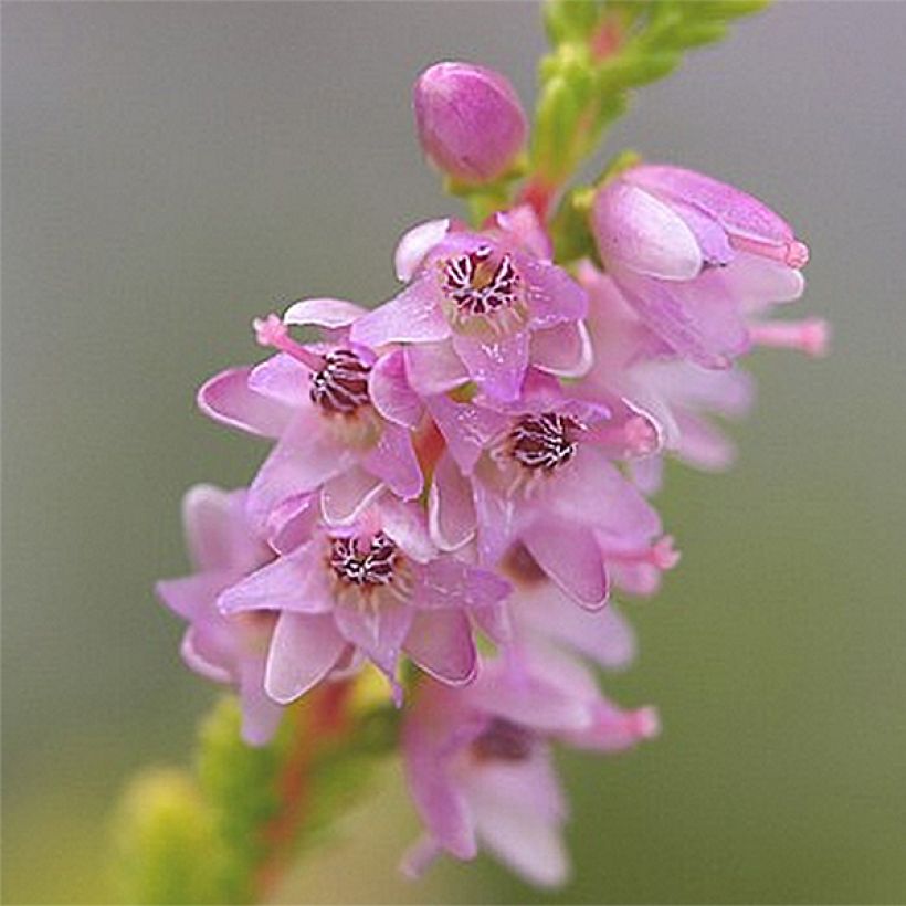 Kanerva Boskoop (Kukinta)