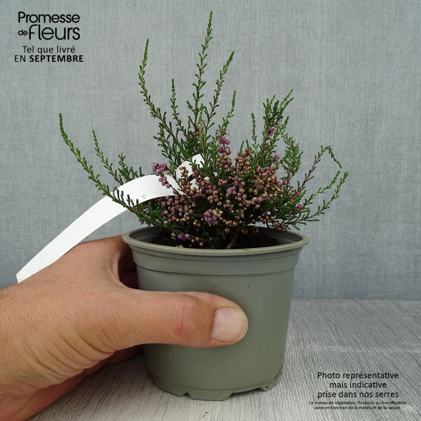 Esimerkki syksyllä toimitetusta Kanerva Tib 12 cm / 13 cm ruukku-taimesta