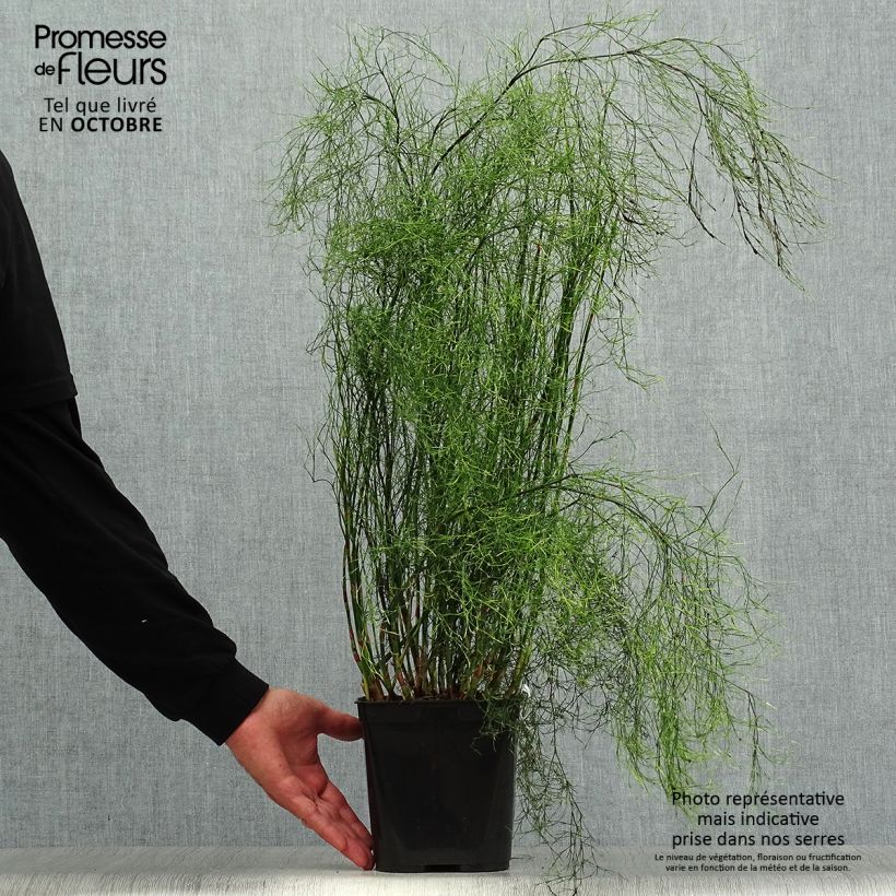 Esimerkki syksyllä toimitetusta Calopsis paniculata 2 litran/3 litran ruukku-taimesta