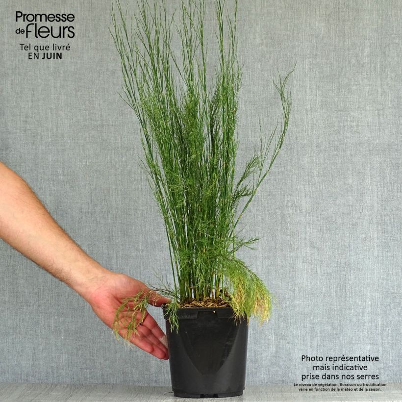 Esimerkki kesällä toimitetusta Calopsis paniculata Pot de 2L/3L-taimesta