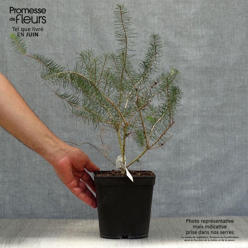 Esimerkki kesällä toimitetusta Calothamnus quadrifidus Grey Form Pot de 4L/5L-taimesta