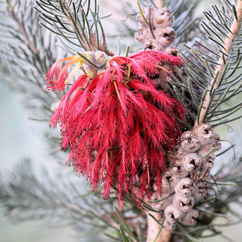 Calothamnus quadrifidus Grey Form (Kukinta)