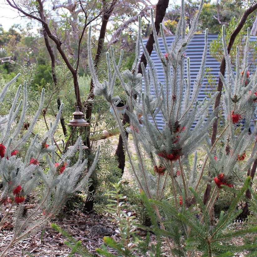 Calothamnus quadrifidus Grey Form (Kasvutapa)