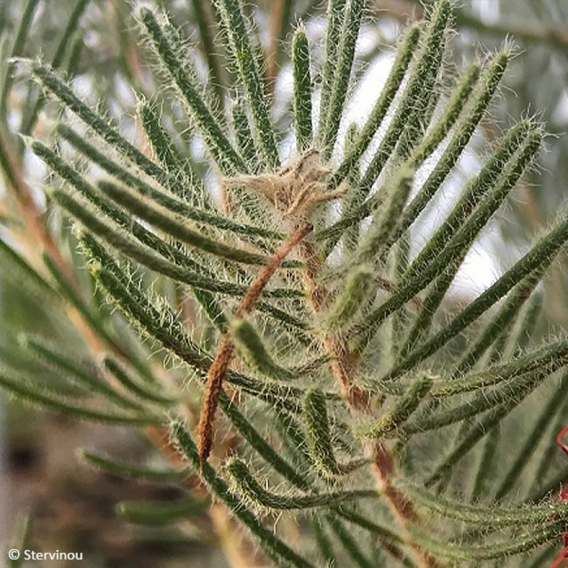 Calothamnus quadrifidus (Lehvistö)