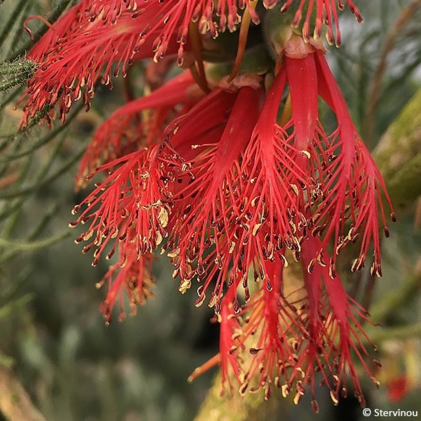 Calothamnus quadrifidus (Kukinta)