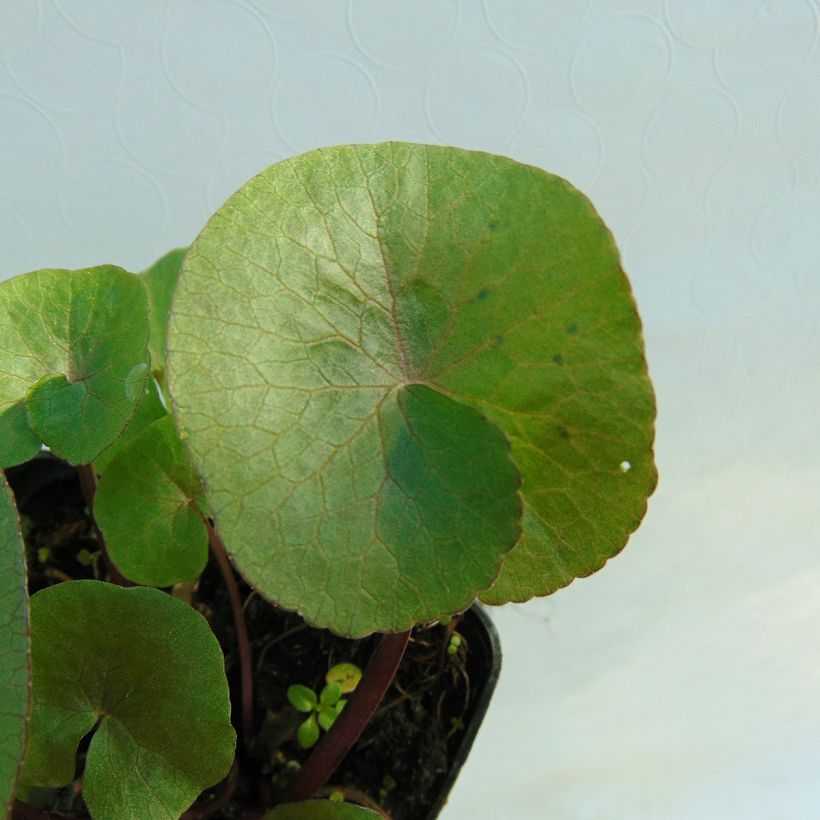 Rentukka Polypetala (Lehvistö)