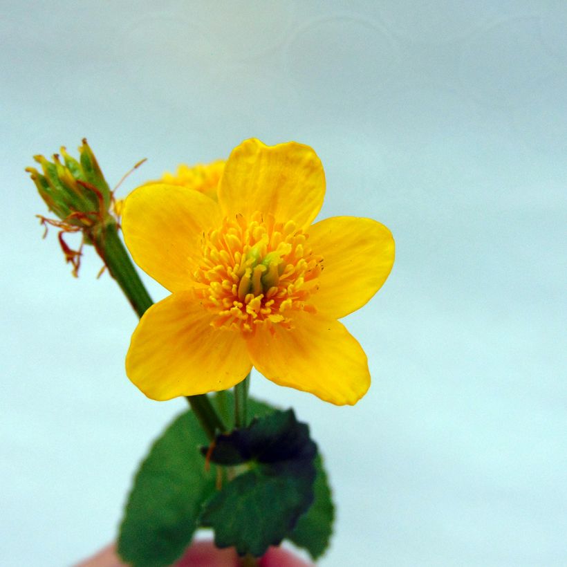 Rentukka Polypetala (Kukinta)