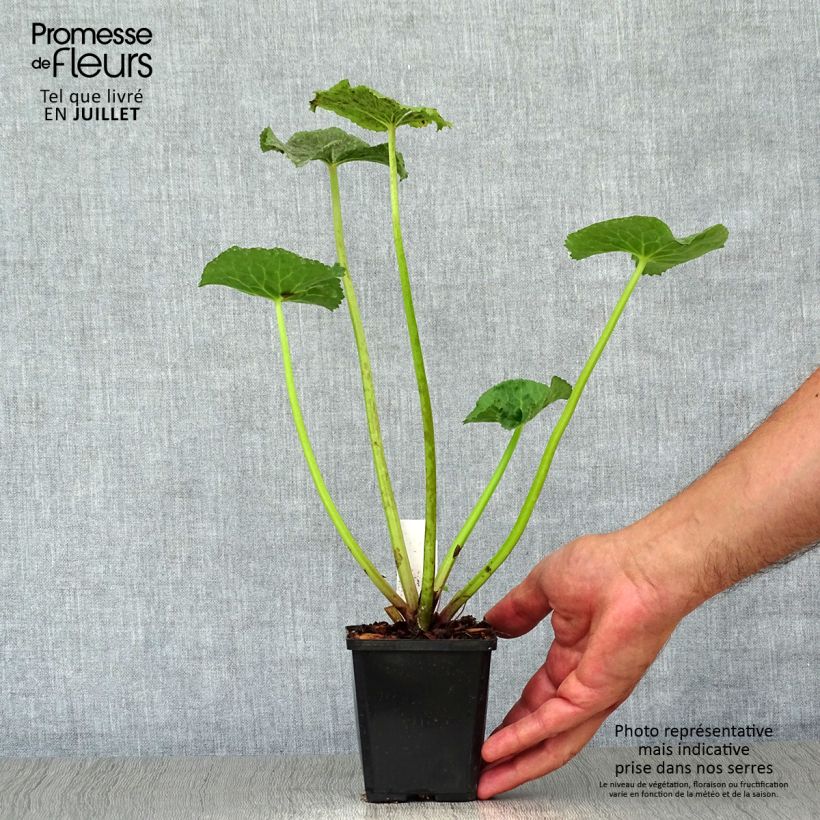 Esimerkki kesällä toimitetusta Rentukka Polypetala Taimiruukku 8/9 cm-taimesta