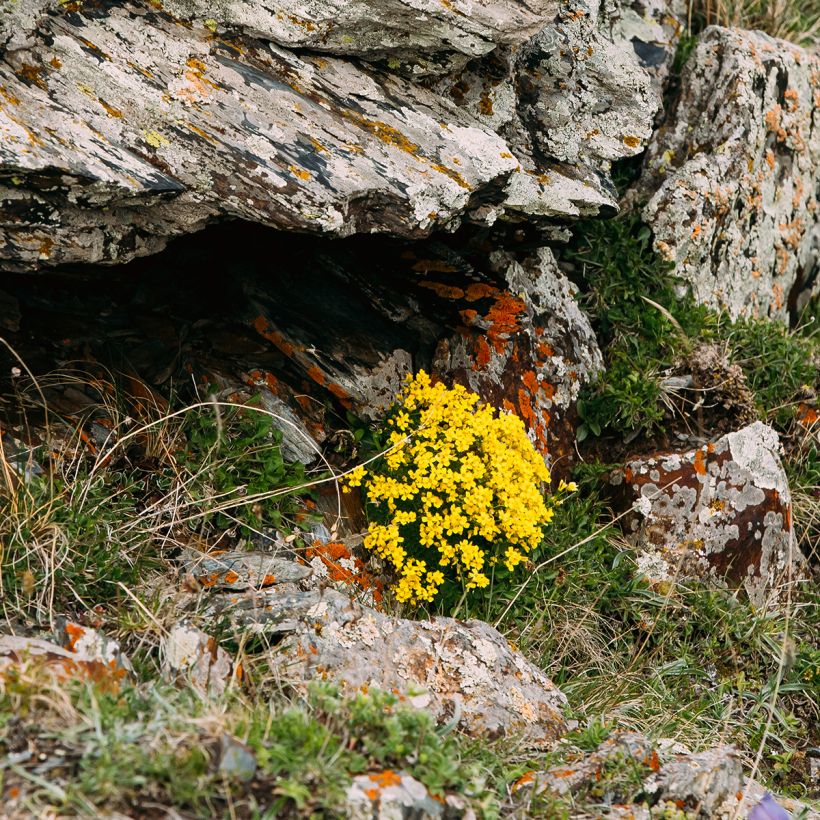 Rentukka Polypetala (Kasvutapa)