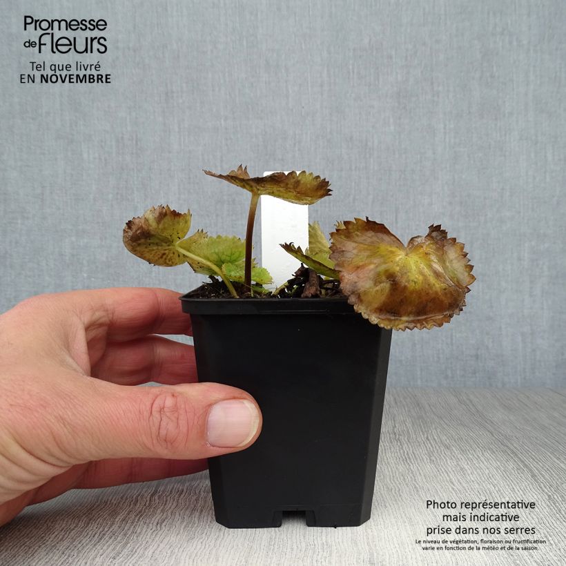 Esimerkki syksyllä toimitetusta Rentukka - Caltha palustris var. alba 8/9 cm taimiruukku-taimesta