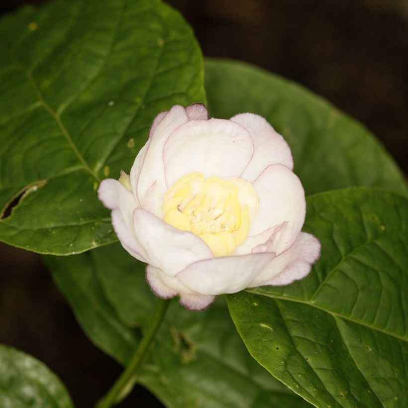 Kiinankalukkipensas - Calycanthus chinensis (Kukinta)