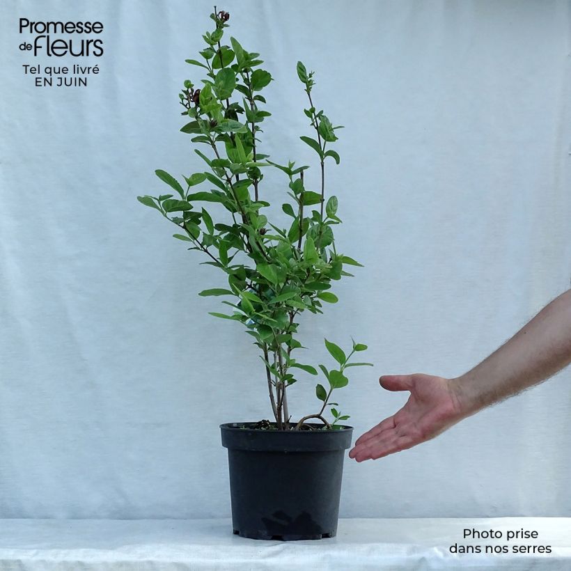 Esimerkki kesällä toimitetusta Kalukkipensas - Calycanthus floridus Ruukku 4L / 5L-taimesta