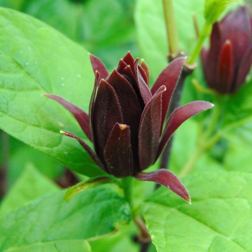 Kalukkipensas - Calycanthus floridus (Kukinta)