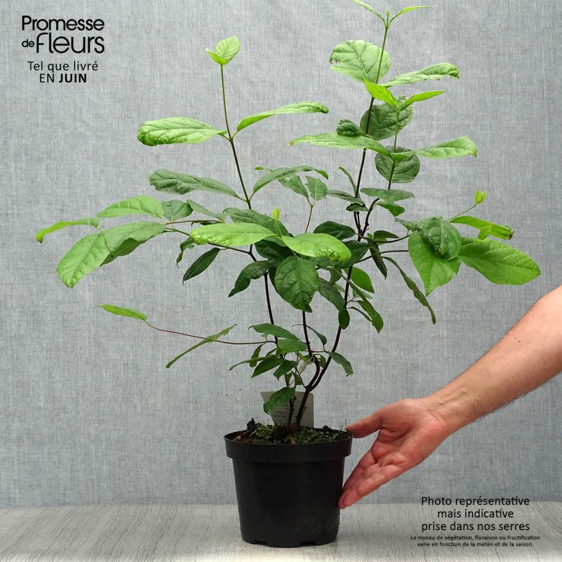 Esimerkki kesällä toimitetusta Kalukkipensas - Calycanthus floridus Ruukku 2L / 3L-taimesta