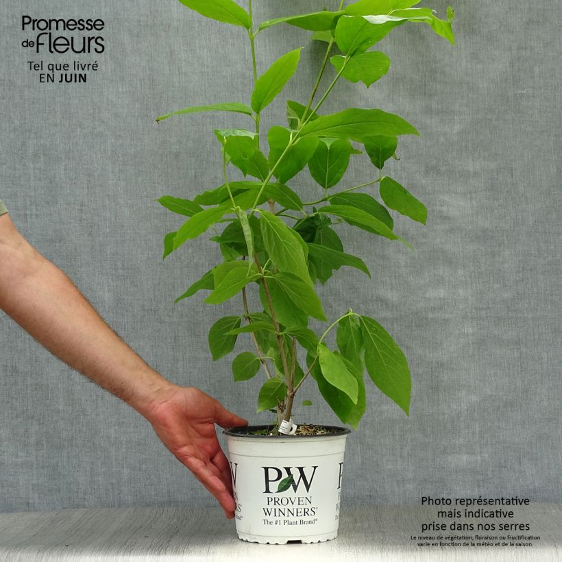 Esimerkki kesällä toimitetusta Kalukkipensas Aphrodite Pot de 2L/3L-taimesta
