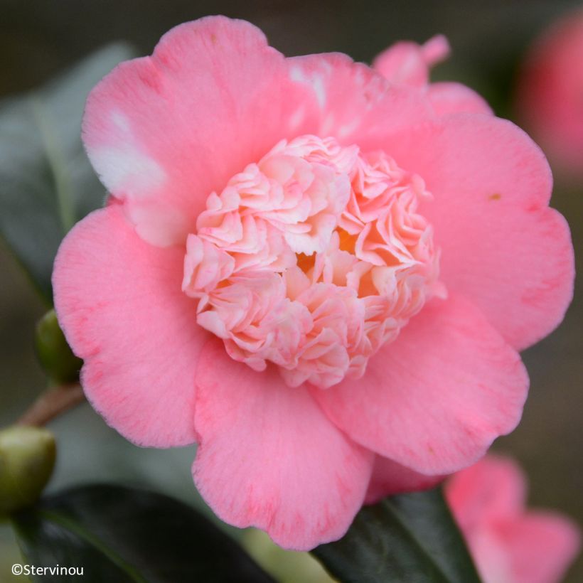 Kamelia Baby Sis Pink (Kukinta)
