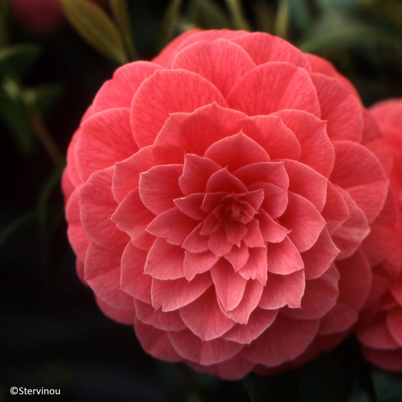 Kamelia Spring Formal (Kukinta)