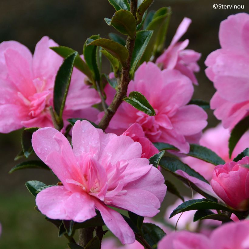 Kamelia Elfin rose (Kukinta)