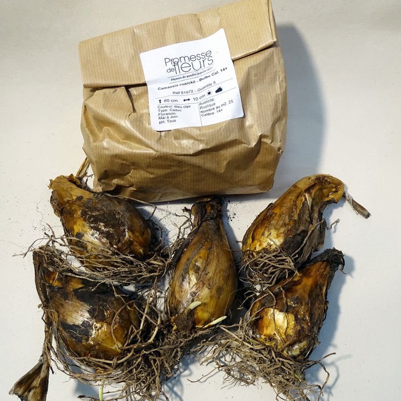 Esimerkki toimitetusta Oregonintähtihyasintti - Camassia cusickii Boîte size 14+-taimesta