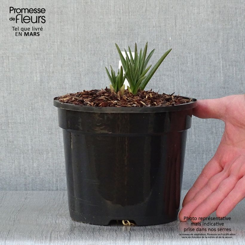 Esimerkki talvella toimitetusta Camassia cusickii Pot de 2L/3L-taimesta