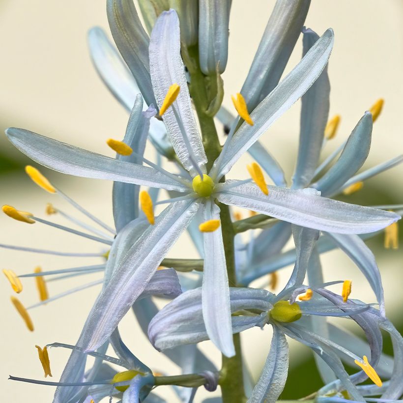 Oregonintähtihyasintti - Camassia cusickii (Kukinta)