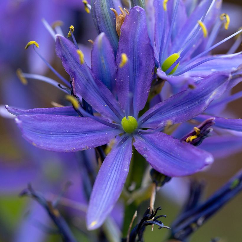Isotähtihyasintti Caerulea (Kukinta)