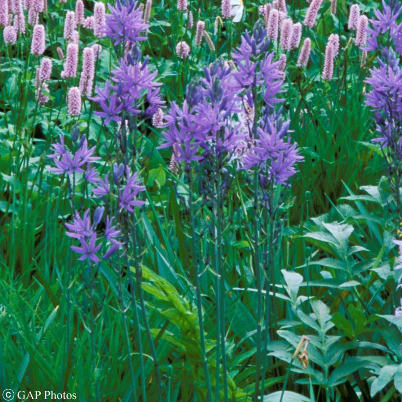 Sinitähtihyasintti - Camassia quamash (Plant habit)
