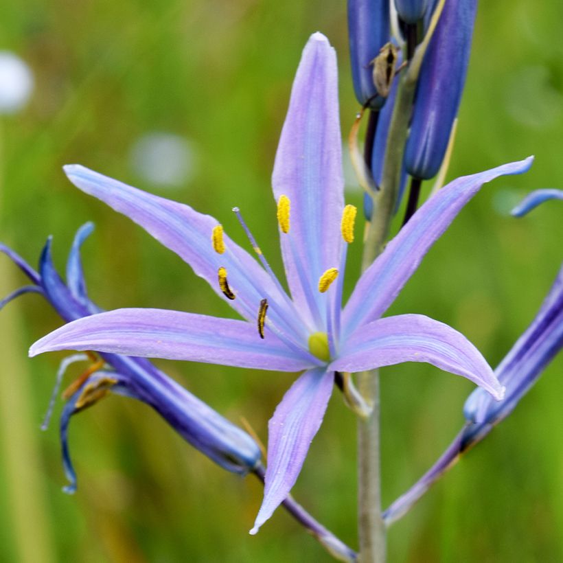 Sinitähtihyasintti Blue Melody (Kukinta)