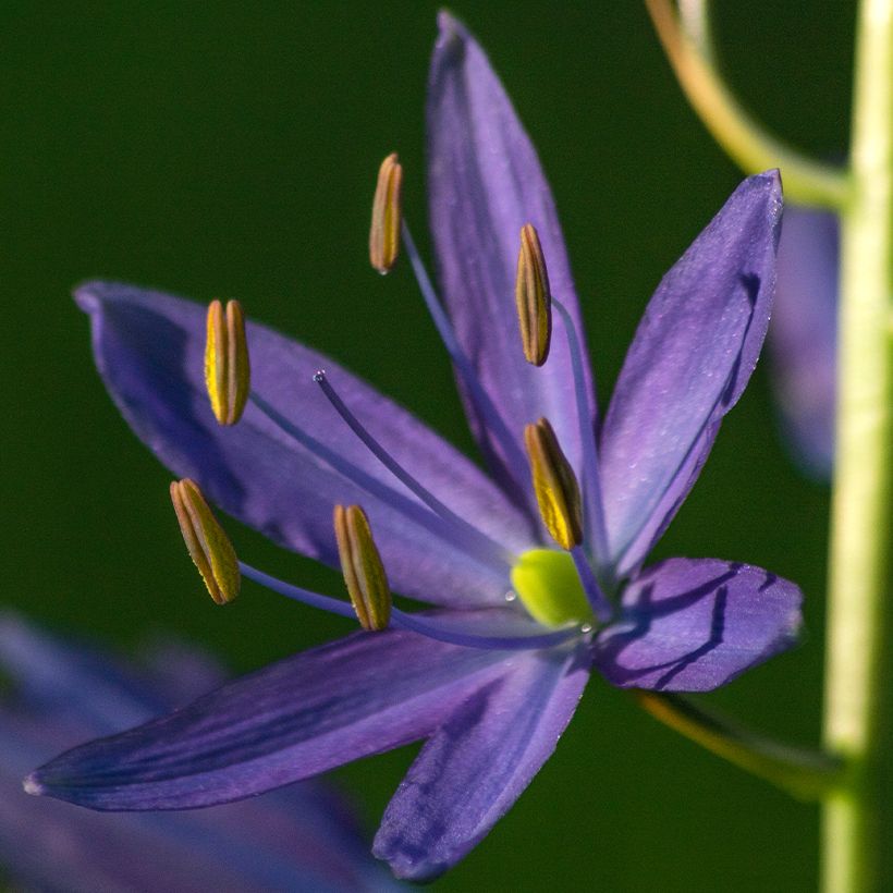 Sinitähtihyasintti - Camassia quamash (Flowering)