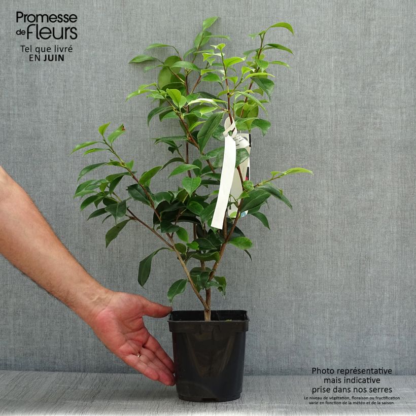 Esimerkki kesällä toimitetusta Kamelia Blood of China Pot de 2L/3L-taimesta