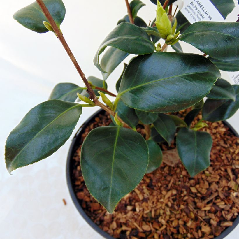 Kamelia Bob's Tinsie (Lehvistö)