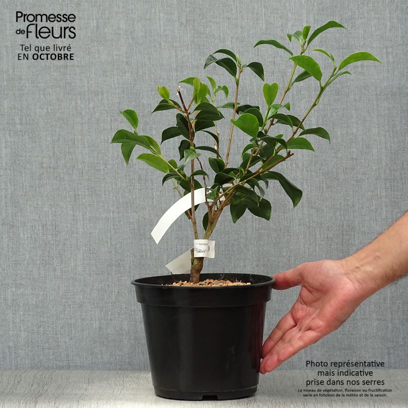 Esimerkki syksyllä toimitetusta Kamelia Bokuhan Pot de 3L/4L-taimesta