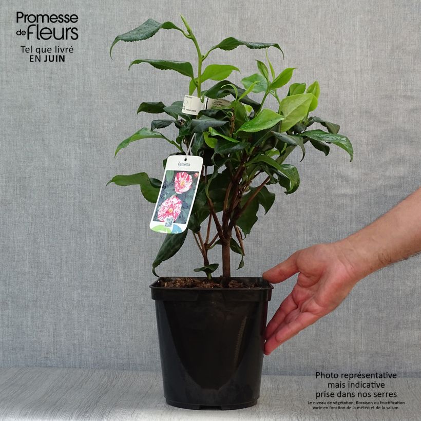 Esimerkki kesällä toimitetusta Kamelia Dainty California Pot de 2L/3L-taimesta