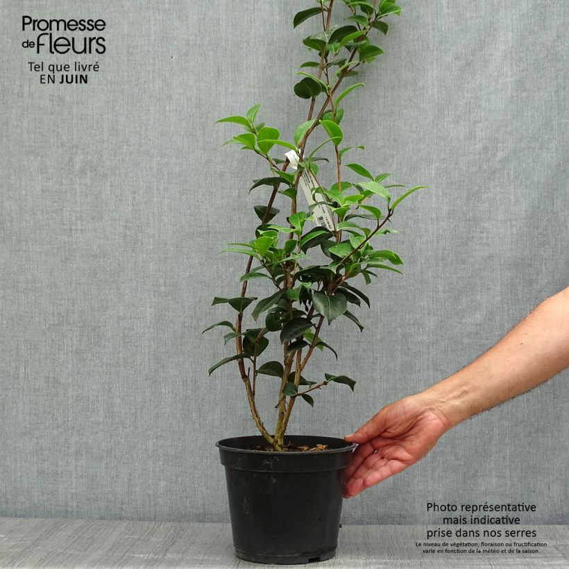 Esimerkki kesällä toimitetusta Kamelia EG Waterhouse Pot de 4L/5L-taimesta
