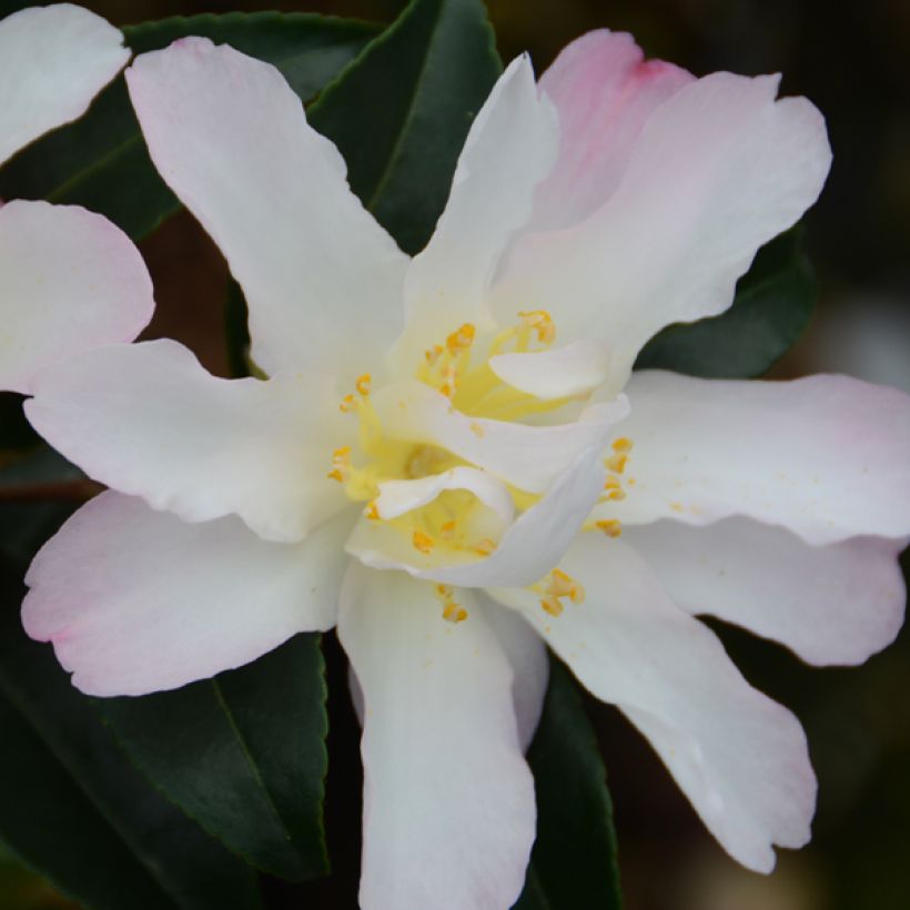 Kamelia Frosted Star (Kukinta)